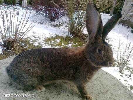 Belgijski olbrzym szary-Samiec