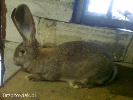 Belgijski olbrzym szary-Samiec