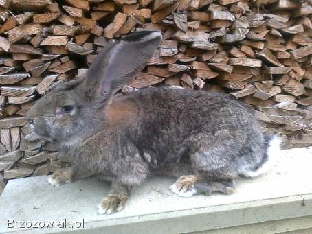 Belgijski olbrzym szary-Samiec