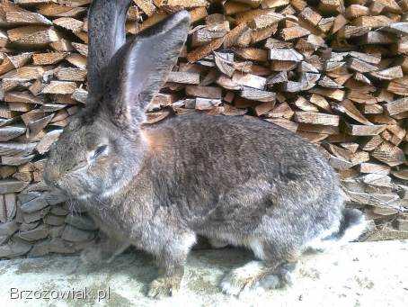 Belgijski olbrzym szary-Samiec