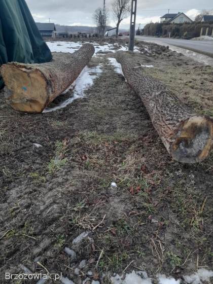 Sprzedam kloce dębowe