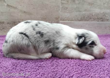 Rasowy pies bluemerle Border Collie z pełną dok.  przebadani rodzice
