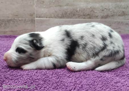 Rasowy pies bluemerle Border Collie z pełną dok.  przebadani rodzice