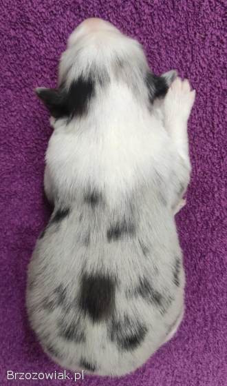 Rasowy pies bluemerle Border Collie z pełną dok.  przebadani rodzice