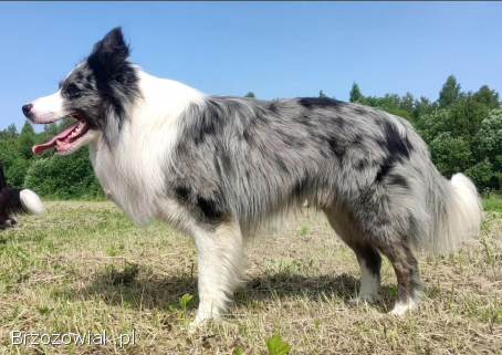 Rasowy pies bluemerle Border Collie z pełną dok.  przebadani rodzice