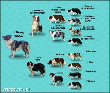 Rasowy pies bluemerle Border Collie z pełną dok.  przebadani rodzice