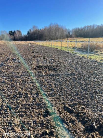 Ogrodzenie panelowe,  z siatki,  z siatki leśnej.