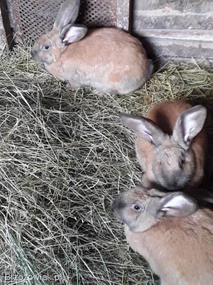 Sprzedam króliki