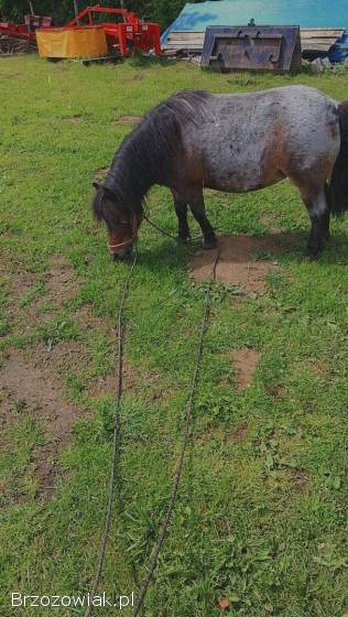 Sprzedam Kucyka miniaturke