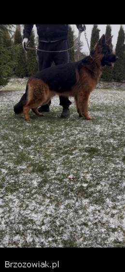 Owczarek niemiecki 17 miesięcy