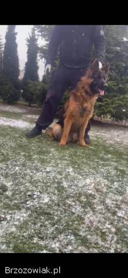 Owczarek niemiecki 17 miesięcy