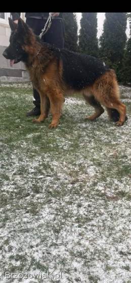 Owczarek niemiecki 17 miesięcy
