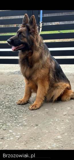 Owczarek niemiecki