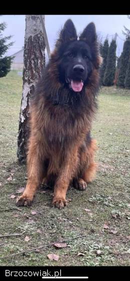 Owczarek niemiecki