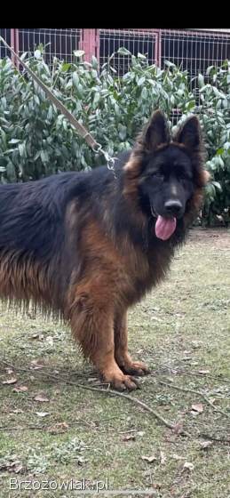 Owczarek niemiecki