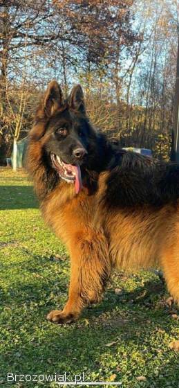 Owczarek niemiecki
