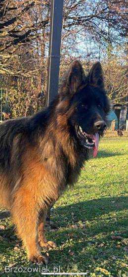 Owczarek niemiecki