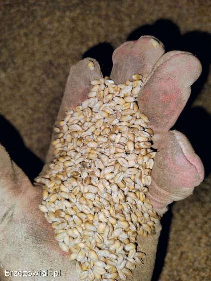 Sprzedam pszenicę.  Pszenica zbiór 2025.