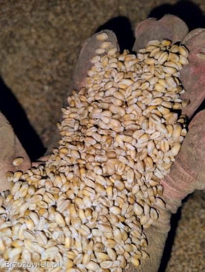 Sprzedam pszenicę.  Pszenica zbiór 2025.