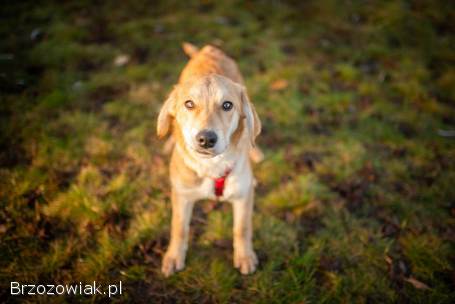 Wafel -  biszkoptowy SZCZENIAK szuka domu!