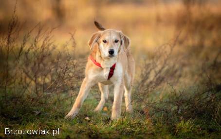 Wafel -  biszkoptowy SZCZENIAK szuka domu!