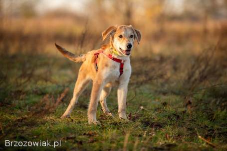Wafel -  biszkoptowy SZCZENIAK szuka domu!