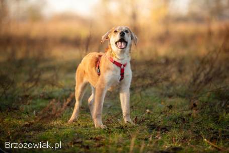 Wafel -  biszkoptowy SZCZENIAK szuka domu!