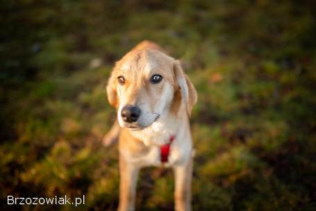 Wafel -  biszkoptowy SZCZENIAK szuka domu!