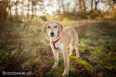 Wafel -  biszkoptowy SZCZENIAK szuka domu!
