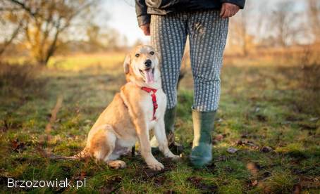 Wafel -  biszkoptowy SZCZENIAK szuka domu!
