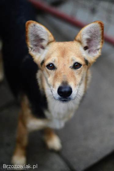 Niewielka Zuzia,  młoda i wesoła sunia do pokochania