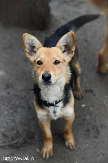 Niewielka Zuzia,  młoda i wesoła sunia do pokochania