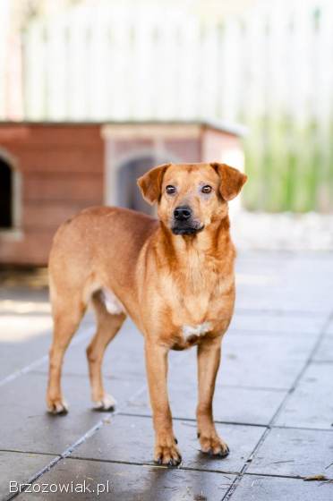 Cudowny,  nieduży Rożek szuka domu!