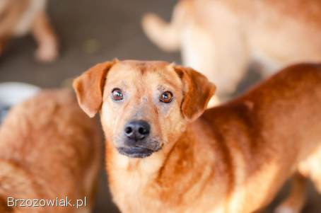 Cudowny,  nieduży Rożek szuka domu!