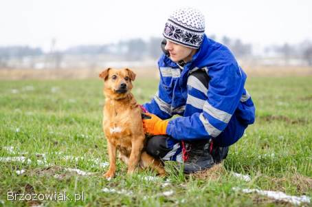 Cudowny,  nieduży Rożek szuka domu!