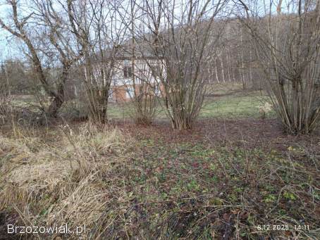 Oddam dużą ilość leszczyny za uprzątnięcie