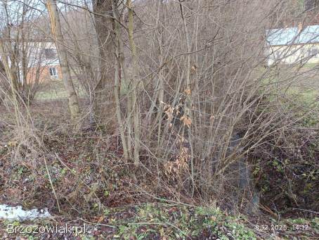 Oddam dużą ilość leszczyny za uprzątnięcie