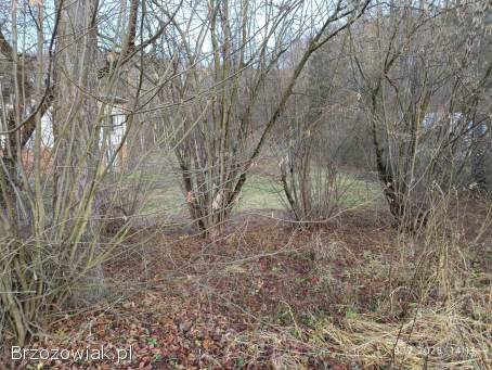 Oddam dużą ilość leszczyny za uprzątnięcie