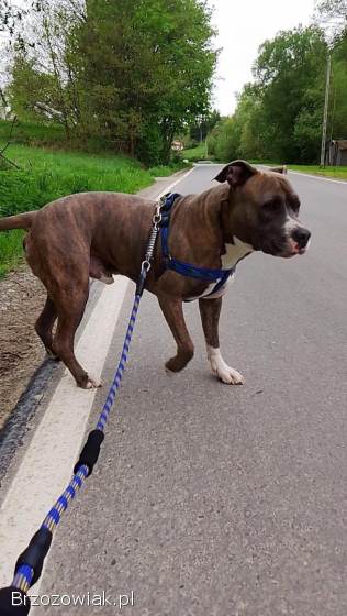 Amstaff blue – krycie