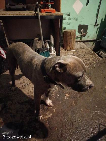 Amstaff blue – krycie