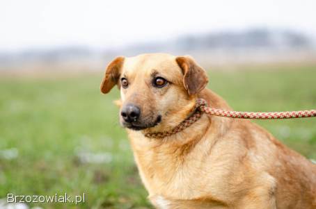 Cudowny Rudzik szuka kochającego domu!