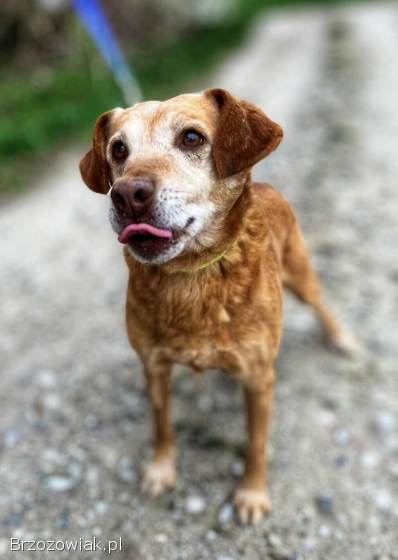 Staś,  psi dziadek szuka domu na jesień życia