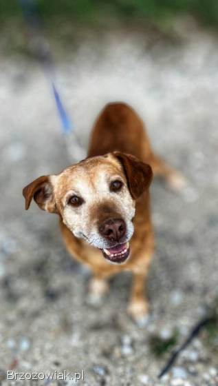 Staś,  psi dziadek szuka domu na jesień życia