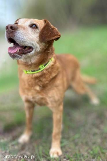Staś,  psi dziadek szuka domu na jesień życia