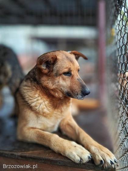 Linda -  delikatna dusza szuka swojego człowieka