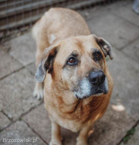 Suzi -  domowa,  wychowana suczka szuka domu!