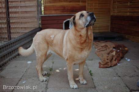 Suzi -  domowa,  wychowana suczka szuka domu!