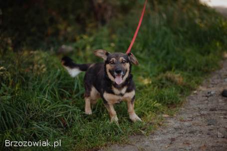 Niskopodłogowy,  łagodny Baloo szuka domu!
