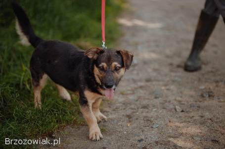 Niskopodłogowy,  łagodny Baloo szuka domu!