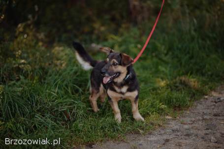 Niskopodłogowy,  łagodny Baloo szuka domu!
